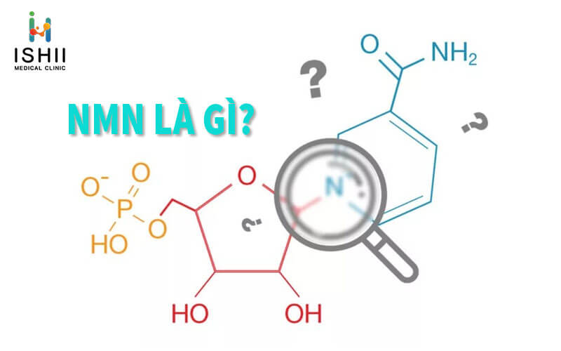NMN là gì?