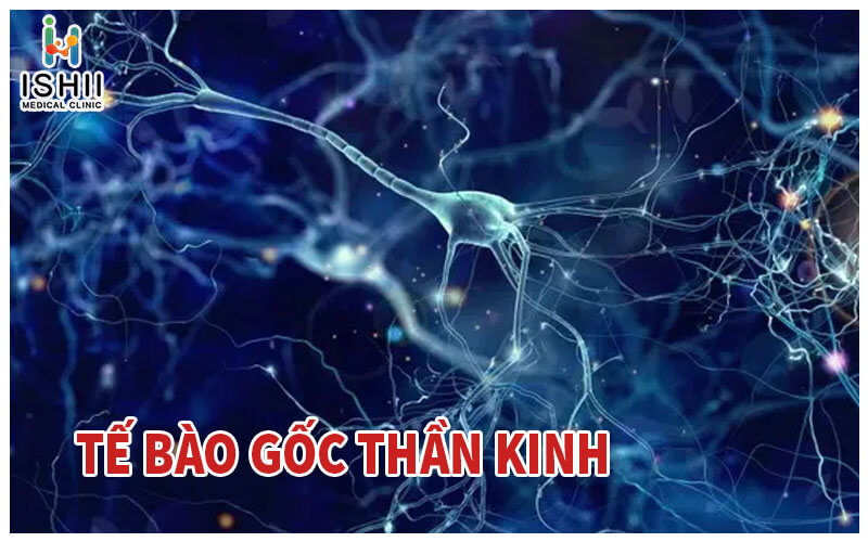 Tế bào gốc thần kinh