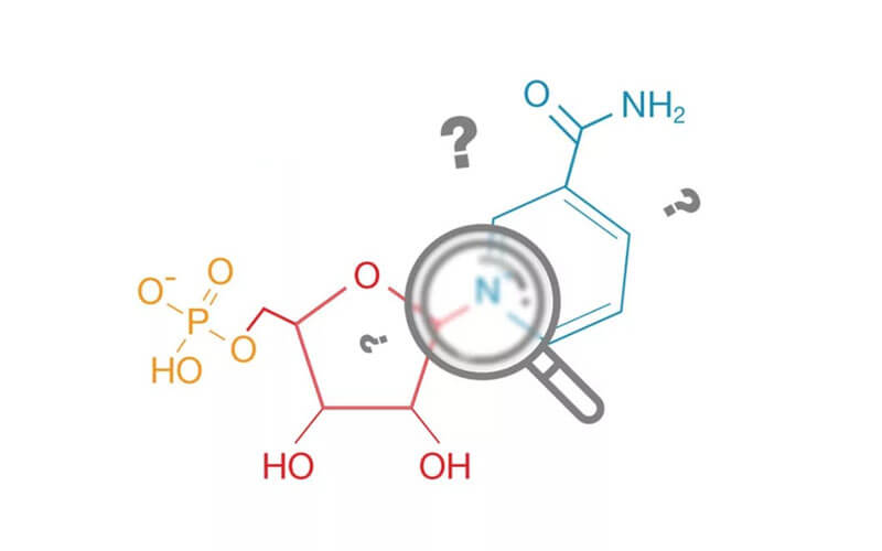 NMN là gì?