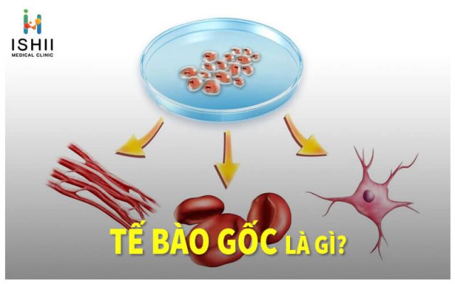 Tế bào gốc là gì?