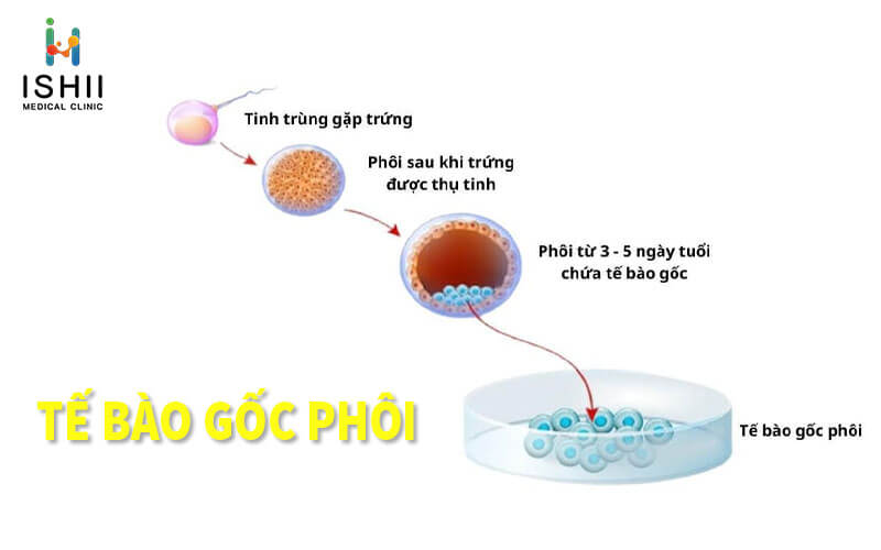 Tế bào gốc phôi