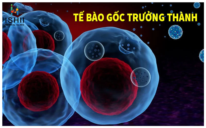 Tế bào gốc trưởng thành