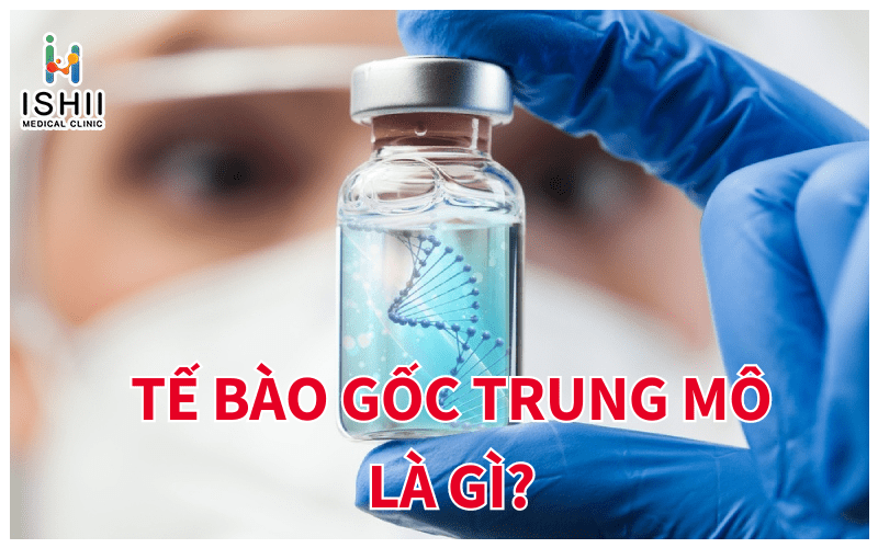 Tế bào trung mô là gì?